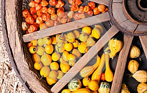 Different sorts of decorative pumpkins