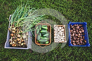 Different sorts of harvested vegetables, own garden