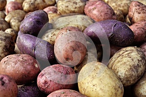 different sorts of potato