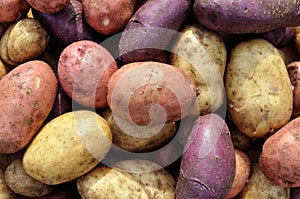 different sorts of potato