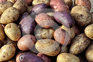 different sorts of potato