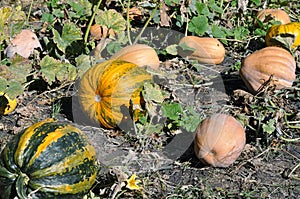 Different sorts of ripe pumpkins in the organic pumpkin plantat