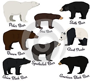 Different species of bears vector illustration.