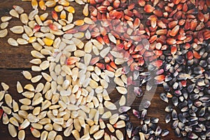 Different species and colors of corn on wooden table. Corn for tortillas on wooden table. Mexican food