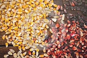 Different species and colors of corn on wooden table. Corn for tortillas on wooden table. Mexican food