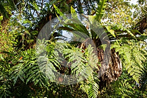 Different species of epiphytic ferns on a tree in a rainforest in Asia