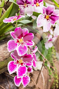 Different species of orchids in a tropical garden paradise