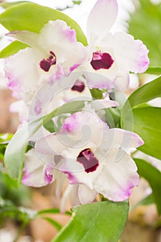 Different species of orchids in a tropical garden paradise