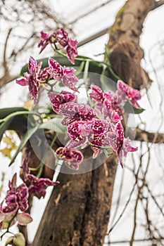 Different species of orchids in a tropical garden paradise