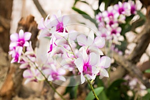 Different species of orchids in a tropical garden paradise