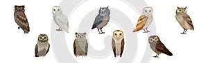 Different Species of Owl as Nocturnal Bird of Prey with Hawk-like Beak and Forward-facing Eyes Vector Set