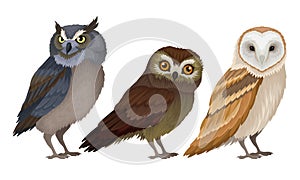 Different Species of Owls Collection, Wild Predatory Birds Vector Illustration