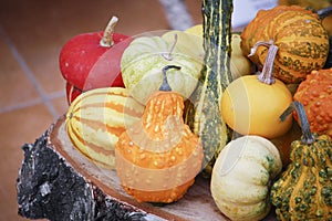 Different species of pumpkins photo