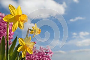Different spring flowers in front of blue sky