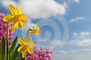 Different spring flowers in front of blue sky