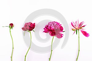 Different stages of blooming peony flower against white background