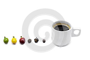 The different stages of coffee beans isolated in white background.