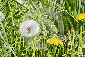Different stages of flowering and ripening of dandelion seeds in one photo frame. Bud, yellow flower and white fluffy ball with