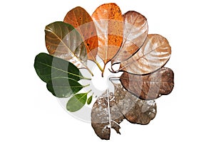 Different stages of leaf, leafs, leaves cycle photo