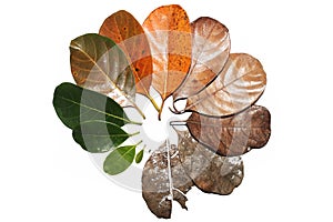 Different stages of leaf, leafs, leaves cycle