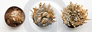 Different stages of Rose of Jericho, Selaginella lepidophylla also called Resurrection Plant.