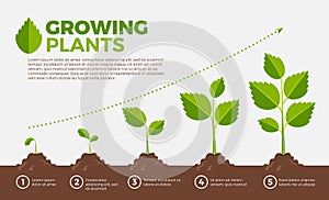 Different steps of growing plants. Vector illustration in cartoon style