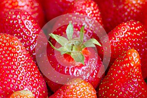 Different strawberry business concept with leadership in team