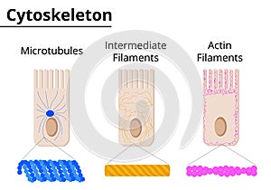 Different structures of cytoskeleton of eukariotic cells