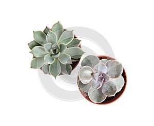 Different succulent plants in pots on white, top view. Home decor