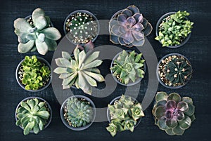 Different succulents