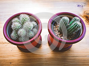 Different succulents and cactus in pots