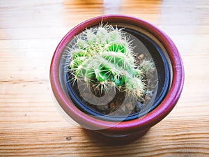 Different succulents and cactus in pots