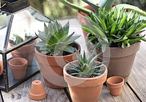 different suculent plants in flower pots with a mini greenhouse