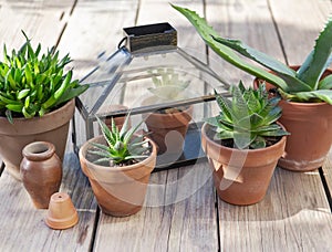 different suculent plants in flower pots with a mini greenhouse