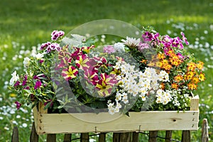 Different summer flower plants in a wooden box