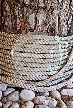 Different Textures; Rope Wound Around Tree With Rough Bark