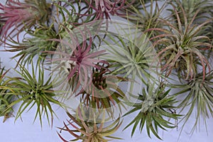 different tillandsia air plants