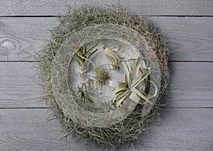 Different tillandsia plants on grey wooden table, flat lay. House decor