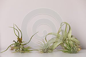 Different tillandsia plants on white table. House decor