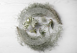 Different tillandsia plants on white wooden table, flat lay. House decor