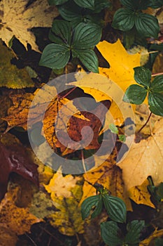 A Ahornbaum Blätter auf der Wald boden 