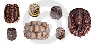 Different Tortoiseshells on white