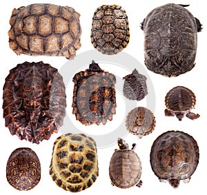 Different Tortoiseshells on white