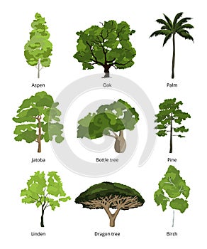 Diverso alberi vettore un esotico palme su bianco 