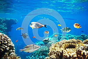 Different tropical fish on a coral reef in the Red Sea