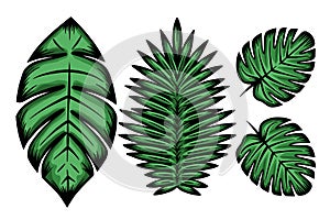 Different tropical leaf - hand drawn - vector illustration