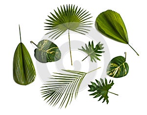 Different tropical leaves silated on white background