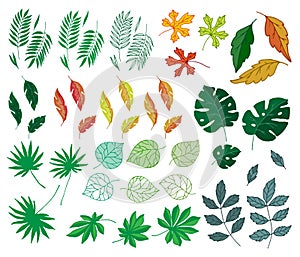 Different tropical leaves summer green exotic jungle palm leaf nature plant botanical hawaii flora vector illustration.