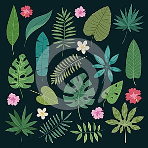 Different tropical leaves summer green exotic jungle palm leaf nature plant botanical hawaii flora vector illustration.