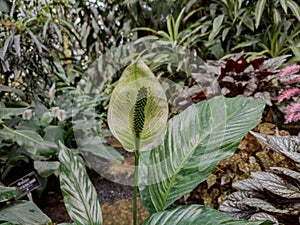 Different tropical plants in greenhouse